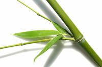 green bamboo leaf